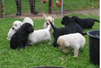 Typvolle Reinrassige Labrador welpen Babys suche (Reinrassig)