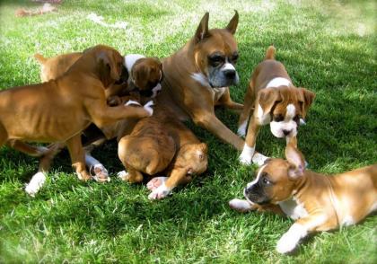 Kleinen Boxer Welpen 3 Monate alt