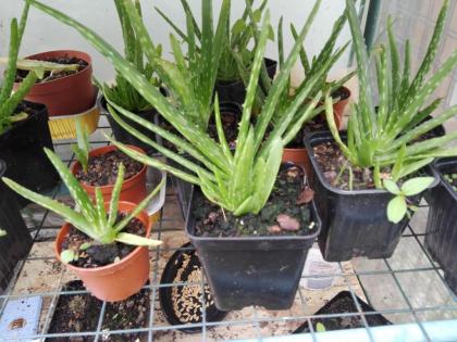 Aloe vera Pflanzen