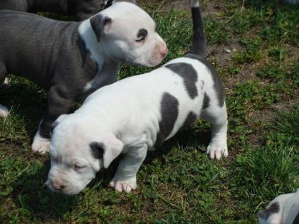 TOP Pitbull Welpen - Rüde, Altenburg