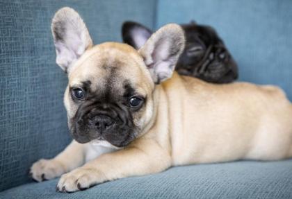 Französische Bulldog Welpen