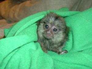 Marmoset Monkeys For Sale