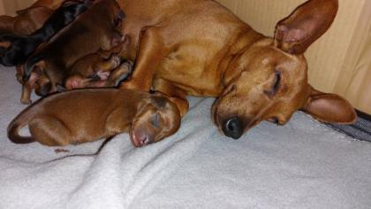Reinrassige süße Zwergpinscher Welpen