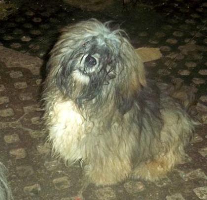 Lhasa Apso Rüde