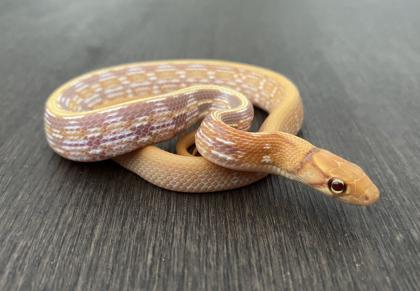 1.0 T+ Albino Strahlennatter (Coelognathus Radiatus) DNZ23