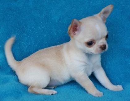 Mini chihuaha welpen