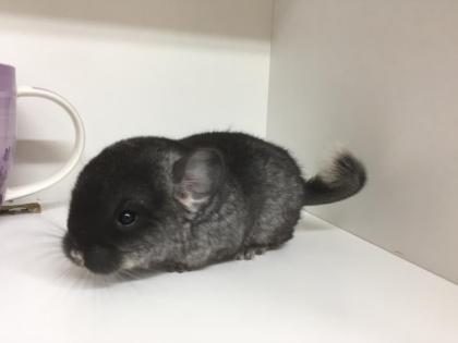 Chinchilla suchen Lieblingsmensch