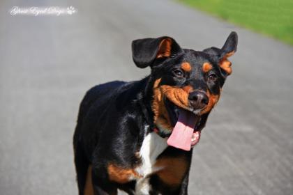 Tierfotografie Ghost Eyed Dogs