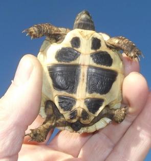 Griechische Landschildkröten zu verkaufen