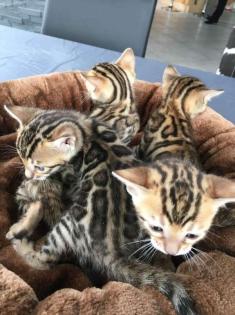 Reinrassige kräftige Super Wunderschöne MiniLeoparden BengalKatzen mit Papieren