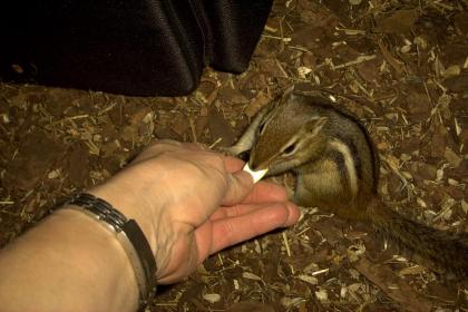 Junge Amerikanische Streifenhörnchen ( Tamias striatus )