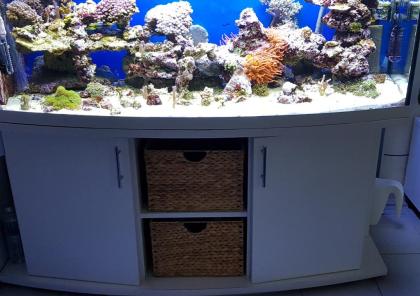 500L Meerwasseraquarium komplett mit Korallen nur 870, - VB