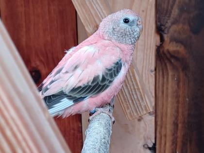 Bourkesittich Hennen in opalin (rosa) von Mai23