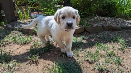 Golden Retriever Junge reinrassig