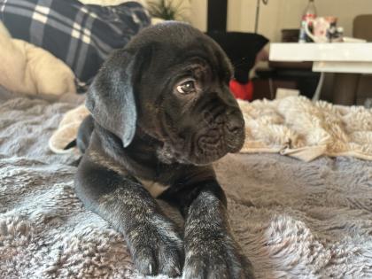 Lablador cane corso Welpen mix