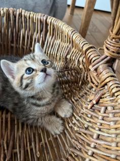 Wuschelweiche Kitten