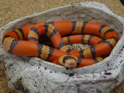 Lampropeltis abnorma / Honduras Königsnattern