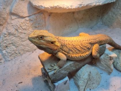 2 männliche Bartagame (Pogona vitticeps) suchen ein neues Zuhause, Einzelabgabe 