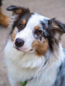 ALFRED - männlich 2 Jahre 58 cm 25 kg Australian Shepherd Gechipt Nicht kastrier