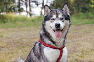 MuBalu -  männlich  2 Jahre  65 cm  40 kg  Alaskan Malamute  Gechipt  Kastriert