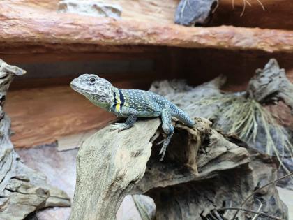 Halsbandleguan Pärchen, ca 5 Jahre alt