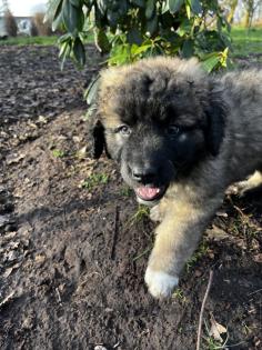 Süße Leonberger/Germanischer Bärenhund Welpen