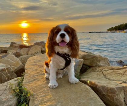  Cavalier Kings Charles Spaniel (Deckrüde)