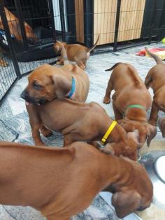 Rhodesian Ridgeback Welpen