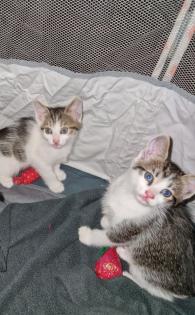 Main Coon Mix Kitten