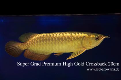 Asiatische Arowanas (Drachenfische)