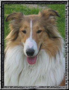 Ich suche meine Collie Hündin Baffy