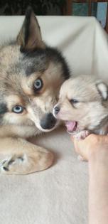 Unsere pomsky Welpen sind geboren!