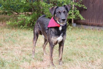 MILLE - Mix - 4 Jahre - Tierhilfe-Franken e.V.