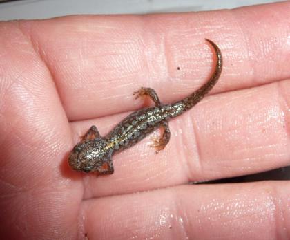 Bergmolch Ichthyosaura (Triturus) alpestris Nachzuchten und adulte Tiere