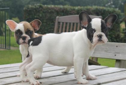 Freiatmende Französische Bulldogge Welpen