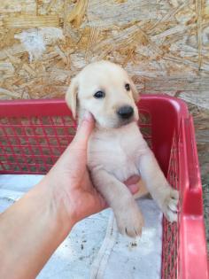 Labrador Retriever Welpen reinrassig