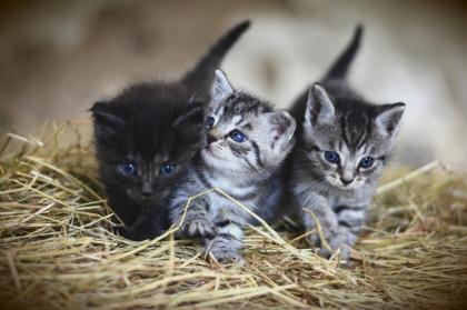 Dein Katzensitter vorOrt - Katzenbetreuung - Katzensitting - Tierbetreuung - Kat