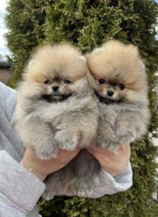 Pomeranian zwergspiz