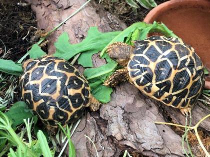 Sternschildkröten NZ