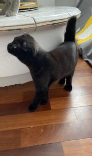 Scottish Fold Kater ca 7 Monate alt