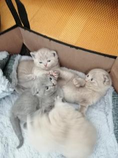 Katzenkitten