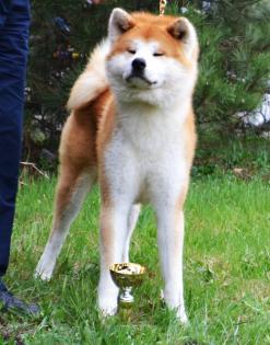 Akita Inu Welpen von Top Japanischen Linien