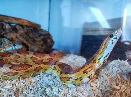 Kornnatter - Pantherophis guttatus