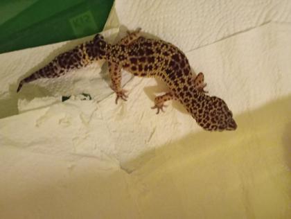 Terrarium,+zwei Leopardgeckos