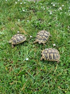 Landschildkröte THB