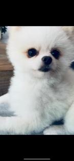 Mini Pomeranian dringend abzugeben 