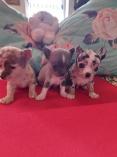 Reinrassige kurzhaar Chihuahua Blue Merle