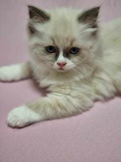 Ragdoll Kitten aufgabebereit