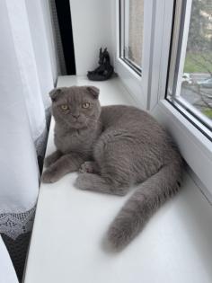 British Kurzhaar/ Scottish fold mix Kater sucht dringend ein neues Zuhause!