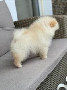 Pomeranian Welpe